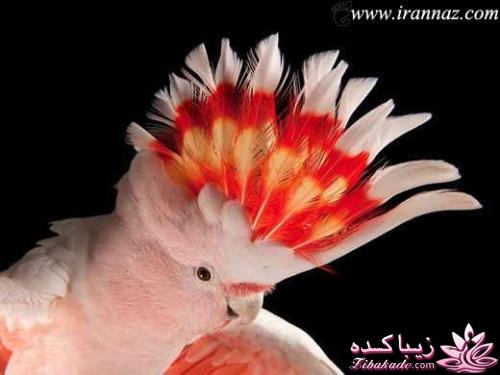 پرندگان زیبا